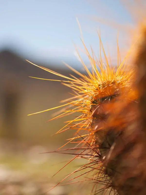 Espinhos contra o sol, fotografia de Shane Colella