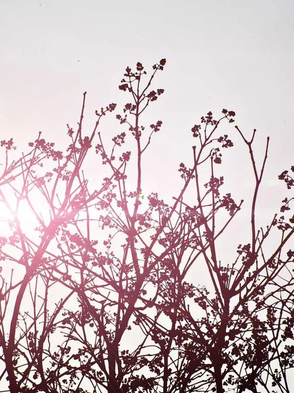 Galhos em flor, fotografia de Alejandro Escamilla